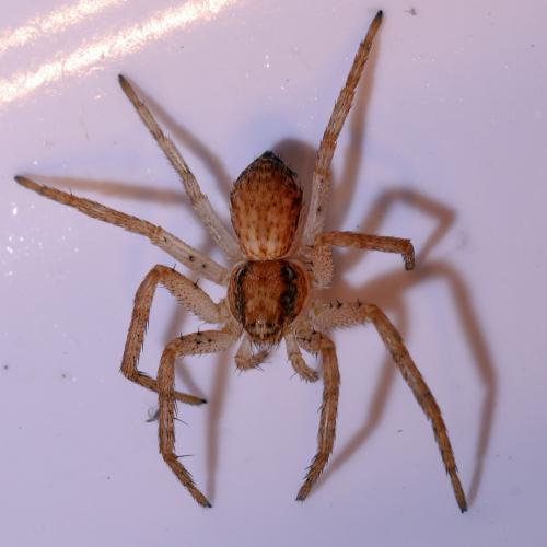 Philodromus dispar